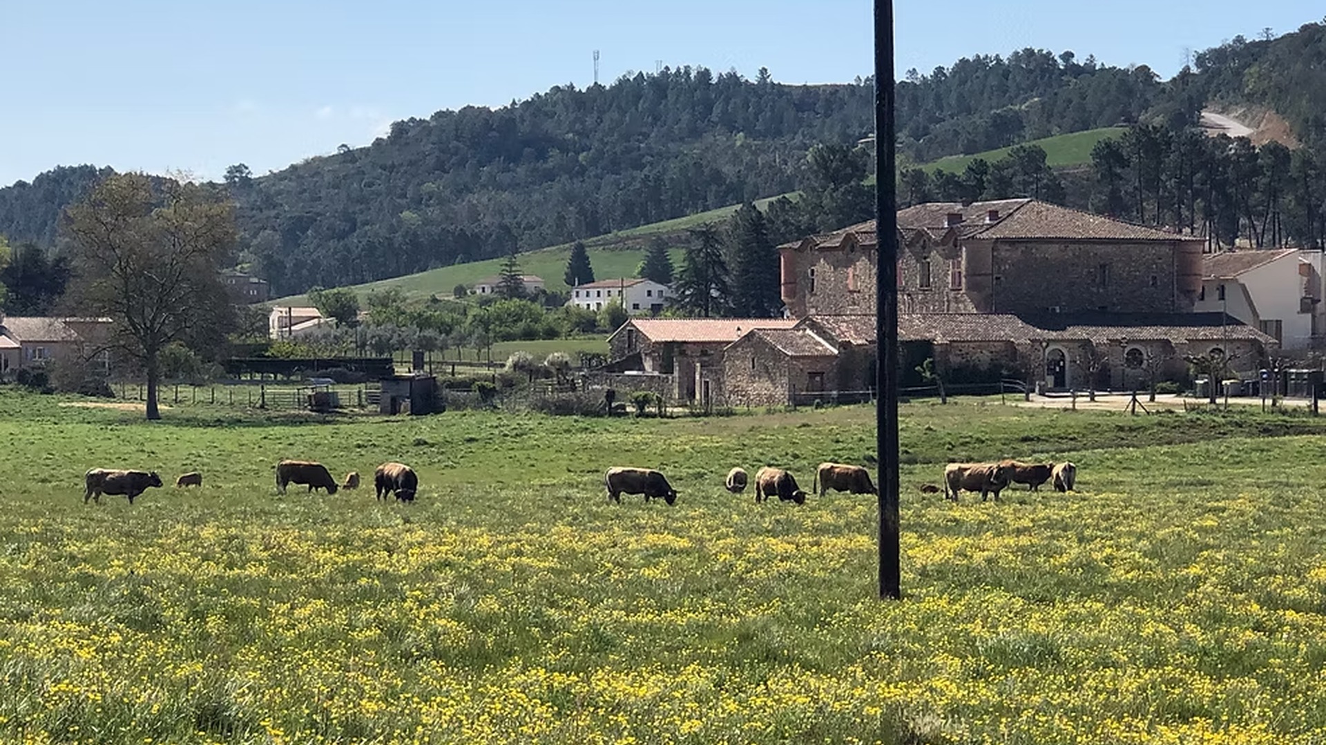 Prairie du Château du Pradel — L'herbe folle danse au pied des siècles