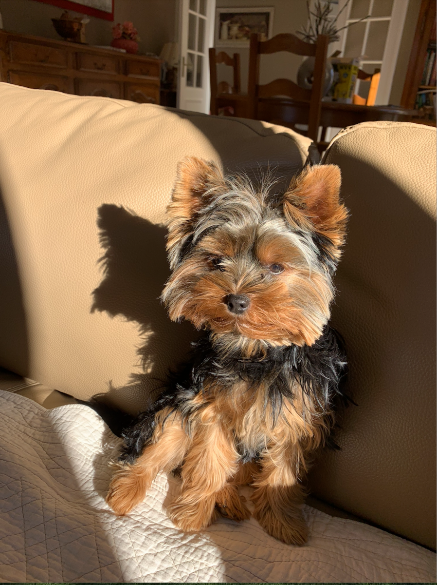 Ce petit chien a été retrouvé bonne nouvelle !