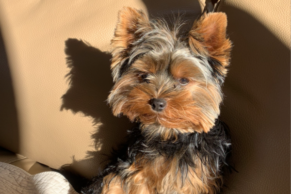 Ce petit chien est perdu